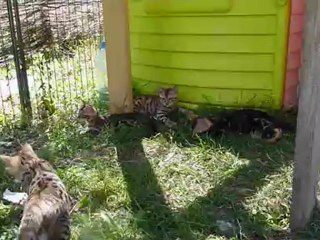 Angel and Moony's litter - Magic Bengal Cattery