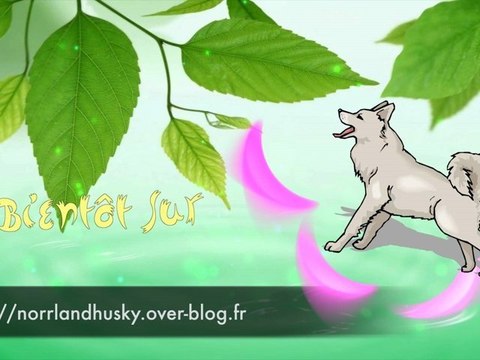 2012.07 Promenade des chiots de Sofia et thor des norrland husky