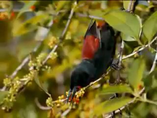 "ÖTME  BÜLBÜL "   (İSMİ+SUBHAN )