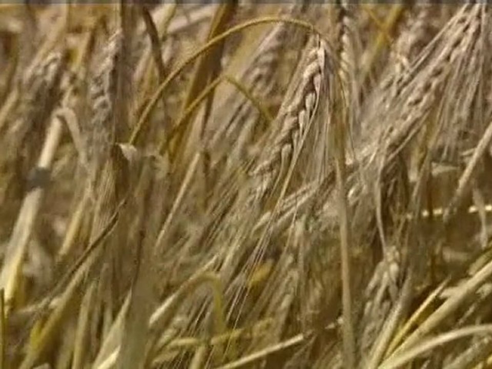 C'est l'heure des moissons en Haute-Normandie