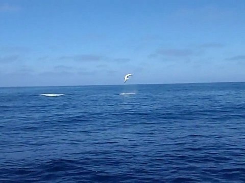 Un requin mako fait des sauts