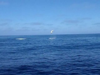 Un requin mako fait des sauts
