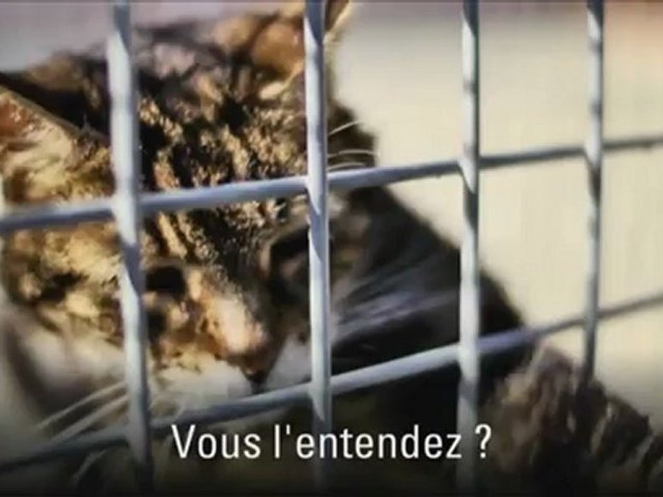 Un animal ne pleure pas... Il souffre en silence