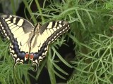 Une serre aux papillons en plein coeur de Paris