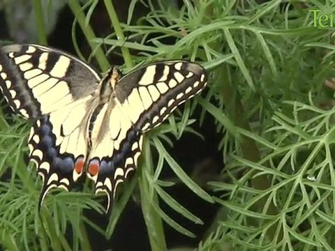 Une serre aux papillons en plein coeur de Paris