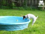 Un chien une balle et une piscine