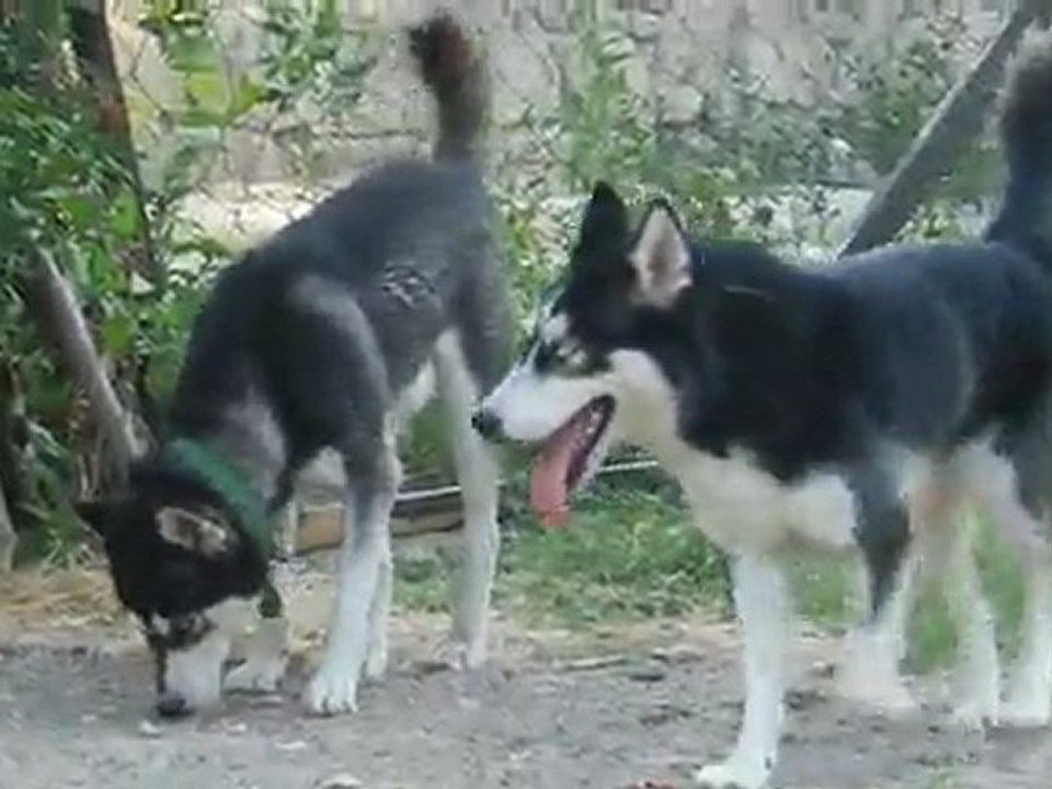 İKİSİ BİR ARADA..