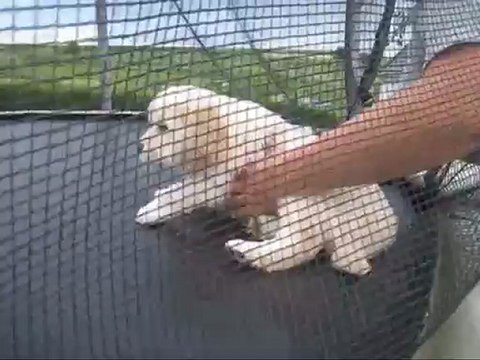 Ils savent déjà faire assis-coucher à 6 semaines