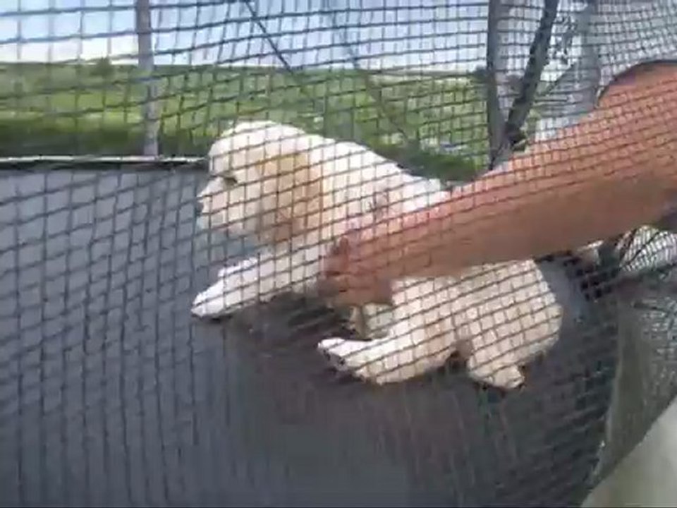 Ils savent déjà faire "assis-coucher" à 6 semaines