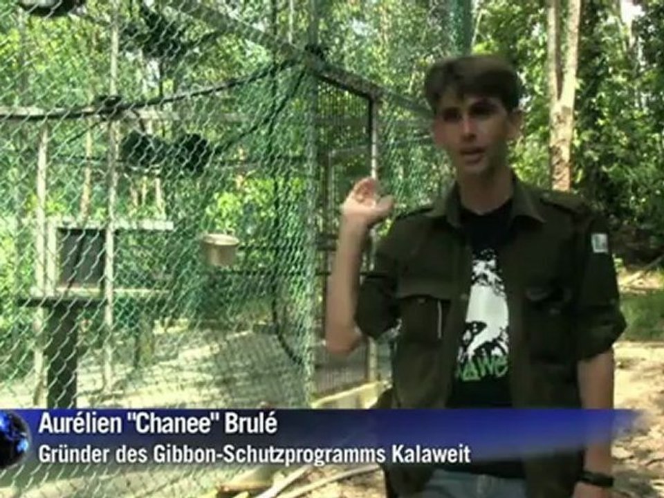 Kampf um Gibbons im Dschungel von Borneo
