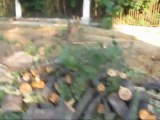 Мичуринский проспект-последствия вырубки деревьев