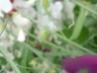 L'abeille charpentière, une beauté