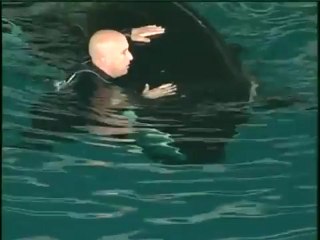 Liberan video de un incidente entre una orca de Seaworld y su entrenador