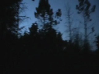 Engoulevent d'Europe (claquements d'ailes pour éloigner les prédateurs du nid)