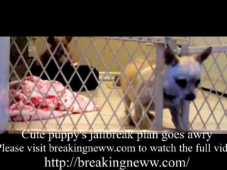 Cute puppy's jailbreak plan goes awry