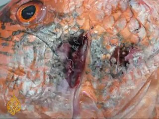 Gulf seafood deformities alarm scientists
