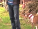 How to train a puppy to stop pulling on the leash