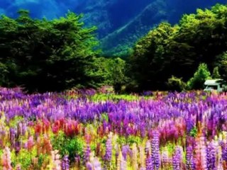 AYNUR HAŞHAŞ- BAĞLANDI YOLLARIM