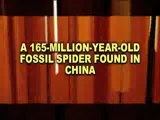 A NEWLY FOUND 165-MILLION-YEAR OLD FOSSIL SPIDER