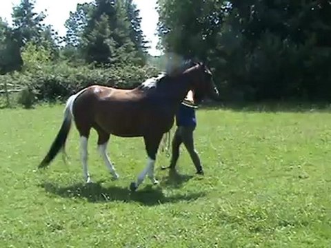 Tirelire - déplacements hanches - épaules