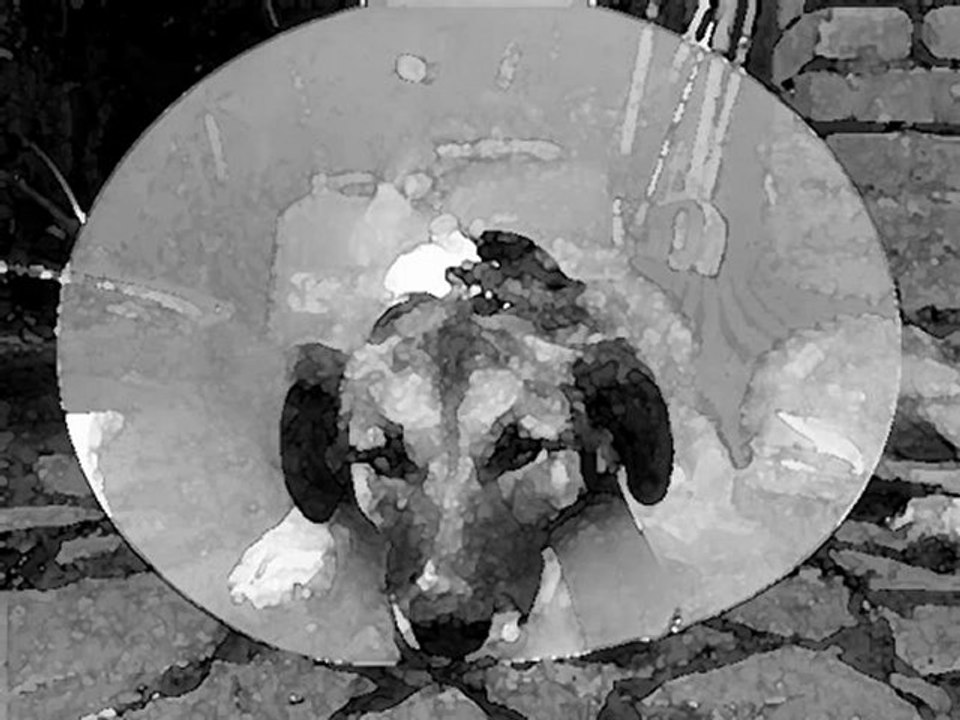 S.uicide A.fter V.iolence - tomorrow is a better day to die