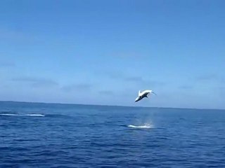 Un requin mako fait des sauts