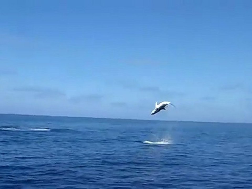 Un requin mako fait des sauts