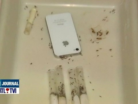 Une étude démontre les effets nocifs des ondes GSM sur les fourmis - RTL info