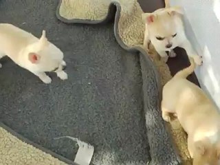 3 femelles CHIHUAHUA, élevage du Domaine de Peyrazet