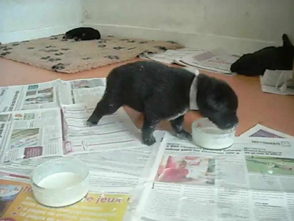 27 juillet 2012 : 1er repas de femelle blanche, 16 jours