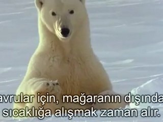 Vahşi Doğada Kutup Ayisi 1