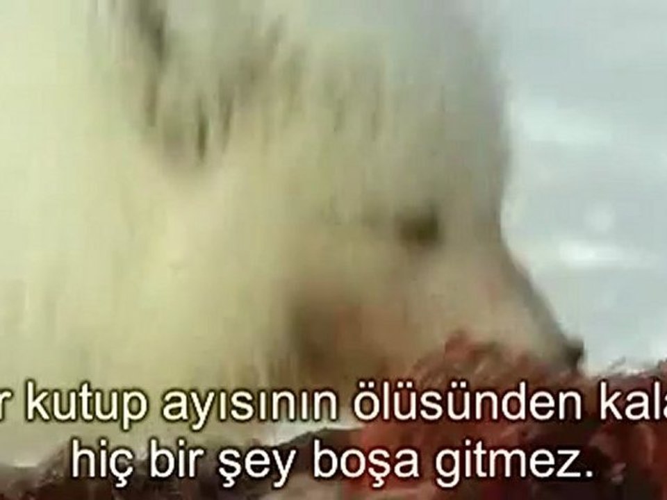 Vahşi Doğada Kutup Ayisi 2