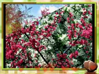 priya my frist love  vikram