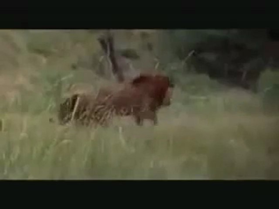 Erkek Aslan ile Ayı'nın Kavgası
