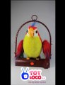 www.toyloco.co.uk Talking Parrot battery operated talking parrot