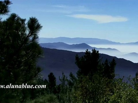 Nature Stock Footage - Stock Video - Forest 02 clip 01 - Video Backgrounds