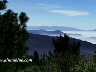Nature Stock Footage - Stock Video - Forest 02 clip 01 - Video Backgrounds