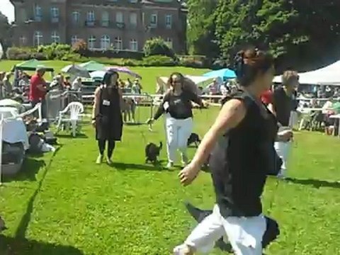 CACS DINARD 2012 CLASSE JEUNE FEMELLES