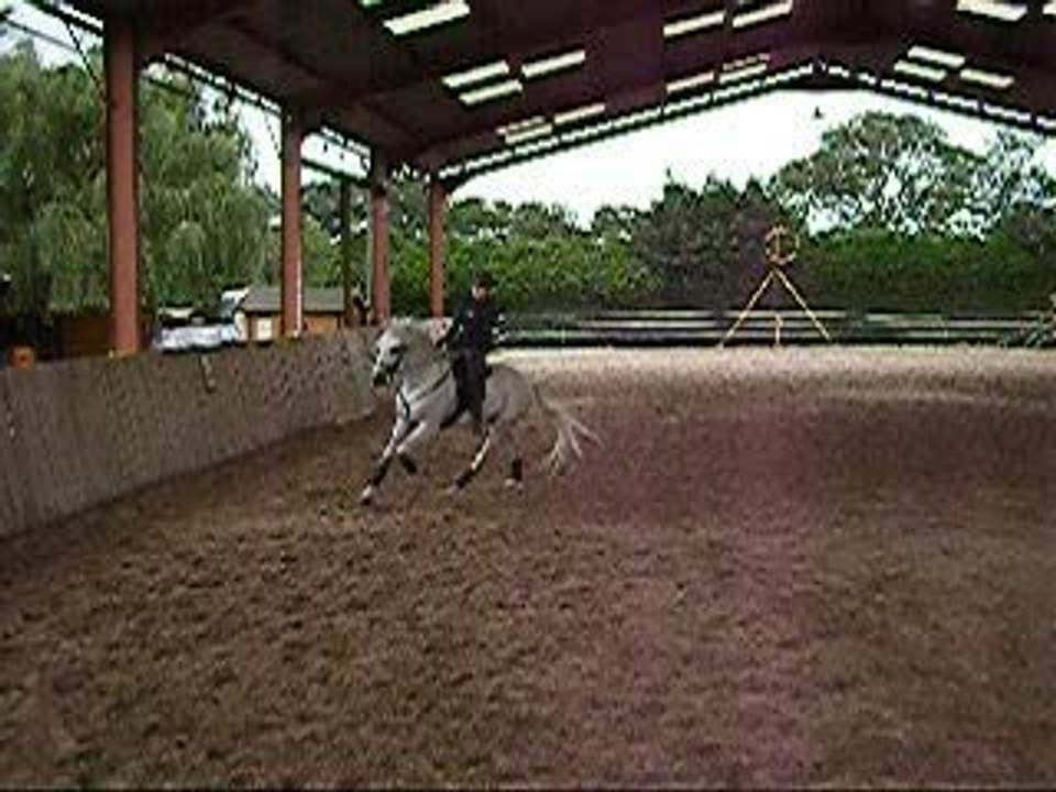 Zarto au galop