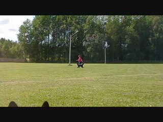 lydnadsträning med zigge 26 juli