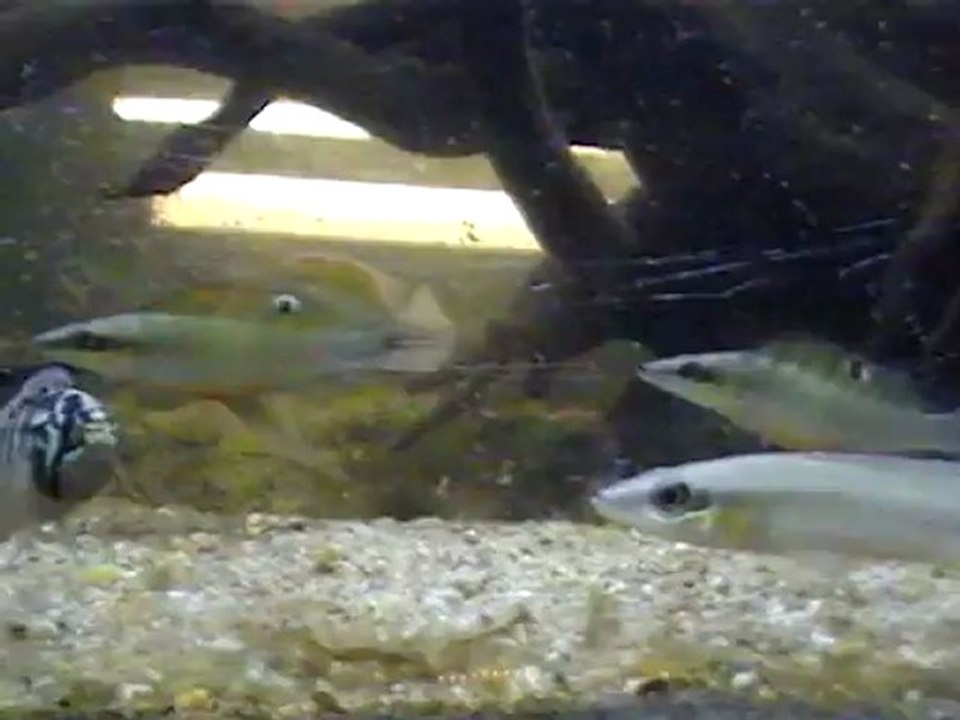 crenicichla