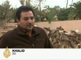 Libya's animal victims of war