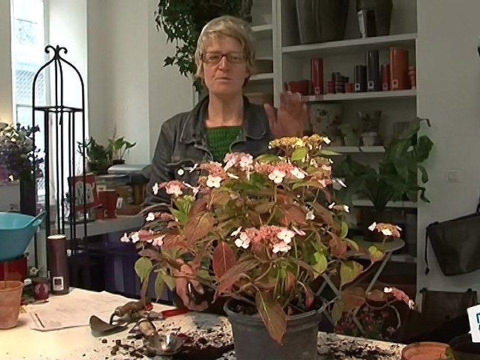 Comment tailler un hortensia ?