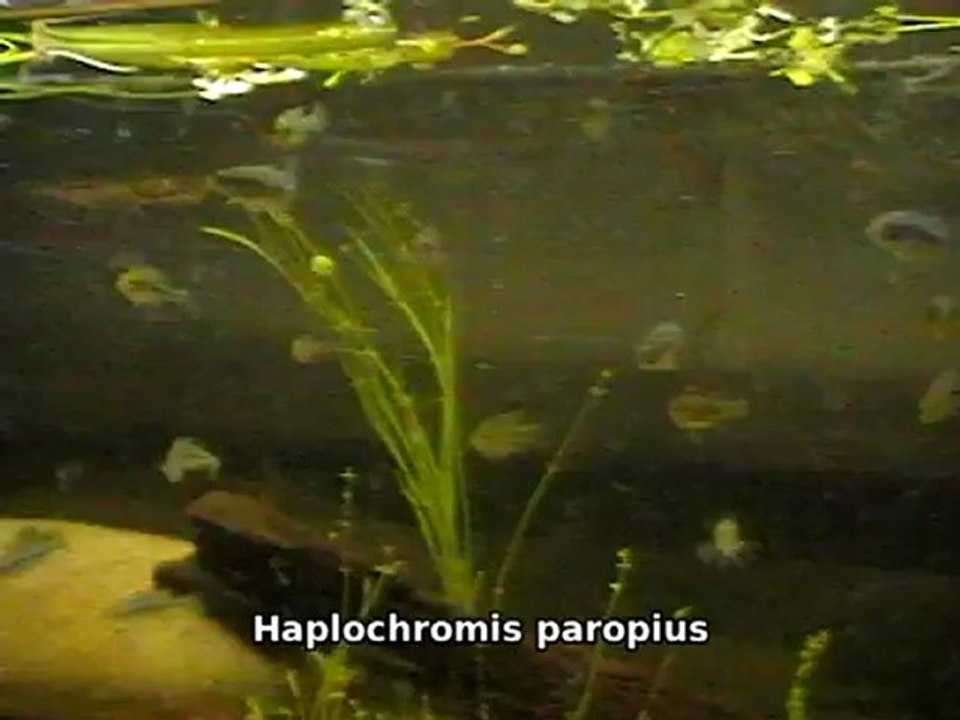 lithochromis_paropius