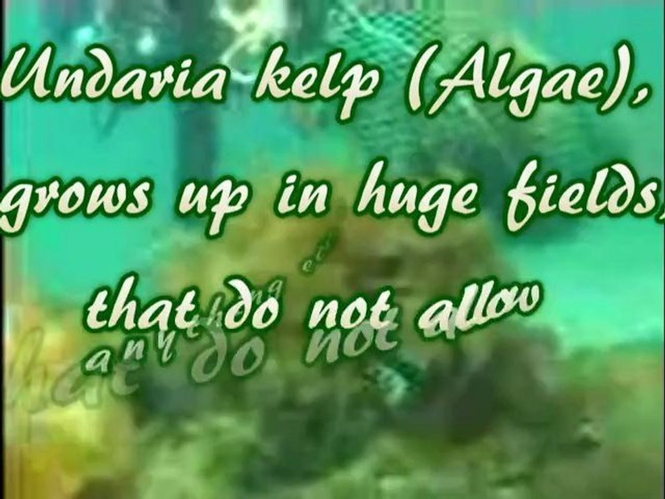 Sea Invaders (2) (ENG) LionFish & Undaria Pinnatifida invasions complete story AUG 2009