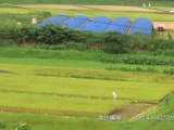 早期水稲の収穫：地域の風景（2012年07月27日）
