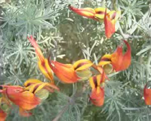 Yaşar  ÖZEL       "SANA BİR BUSE VERMEDİM DİYE NASIL KIZARSIN "