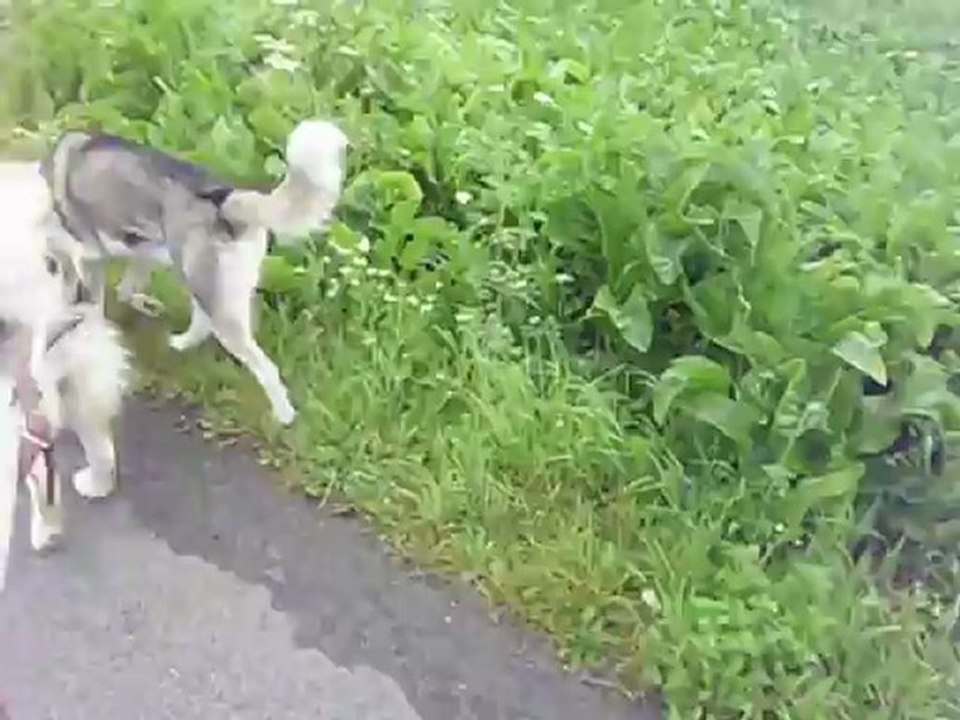 Ajax und Oriantha (7)