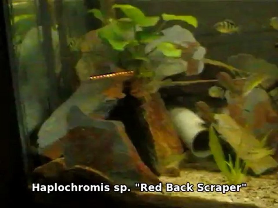 Haplochromis_red_back_scraper