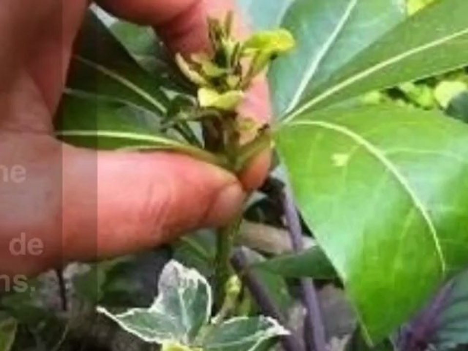 Anti puceron écologique caboucadin
